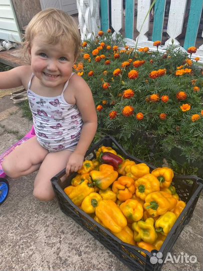 Рассада перца сладкого