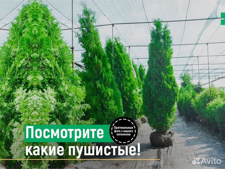 Туи колумна 120 см свежая копка 2023