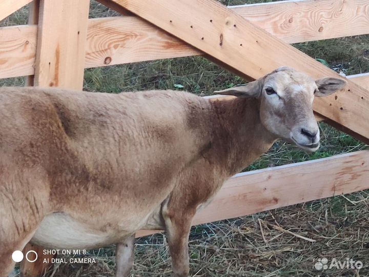 Катумские чистокровные овцематки