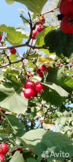 Боярышник ягоды