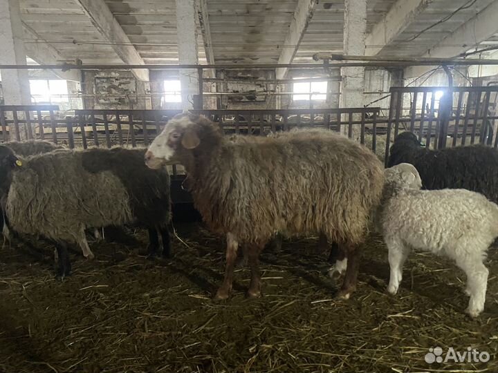 Овцы, ягнята. бараны. Эдельбаи, гиссары