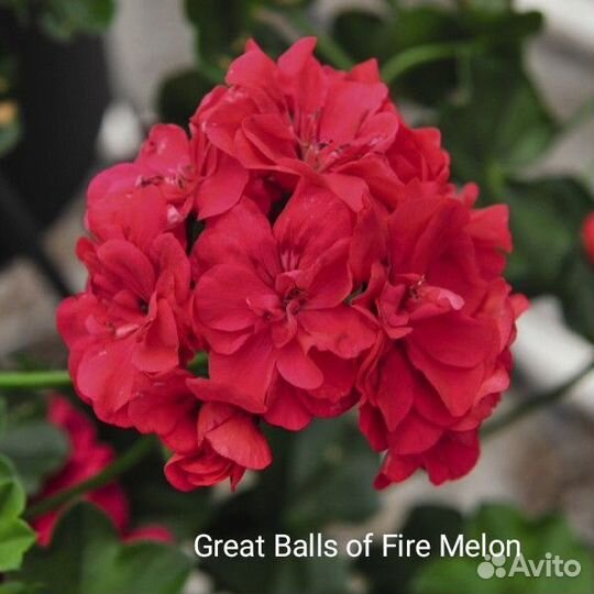 Искусственные цветы в горшках бу