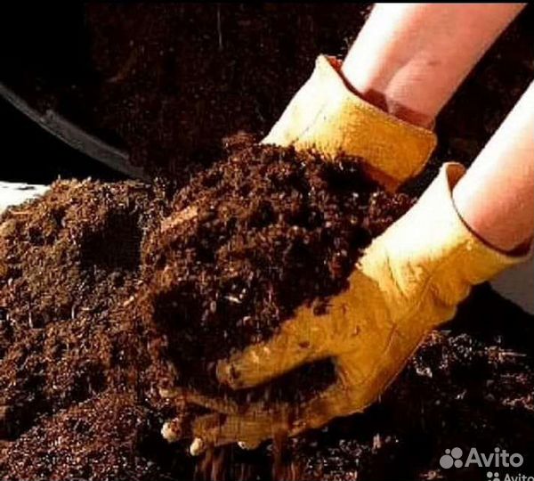 Перегной рассыпчатый, перепревший. коровьий