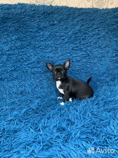 Черная девочка чихуахуа