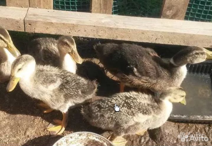 Утки башкирская