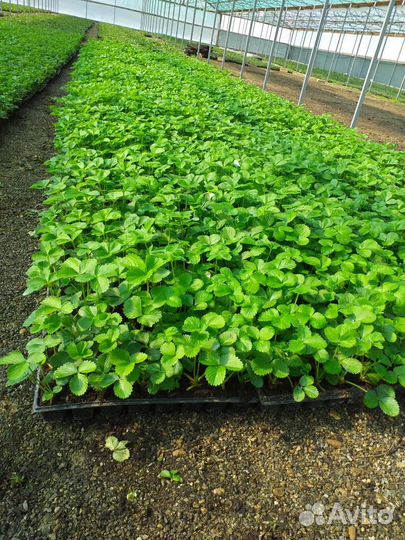 Рассада клубники предзаказ 2024 опт/розница