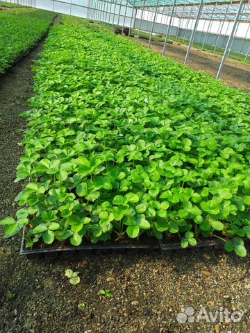 Рассада клубники предзаказ 2024 опт/розница