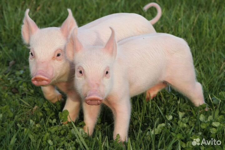 Поросята-белые русские