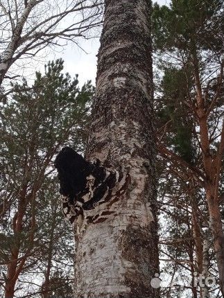 Устали от хронической усталости Завари чагу