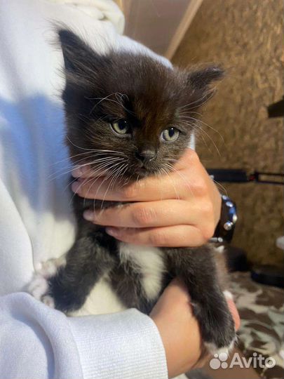 Котята в добрые руки бесплатно