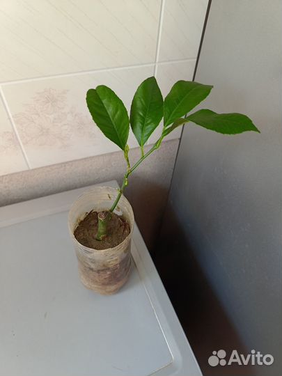 Лимон Мейера