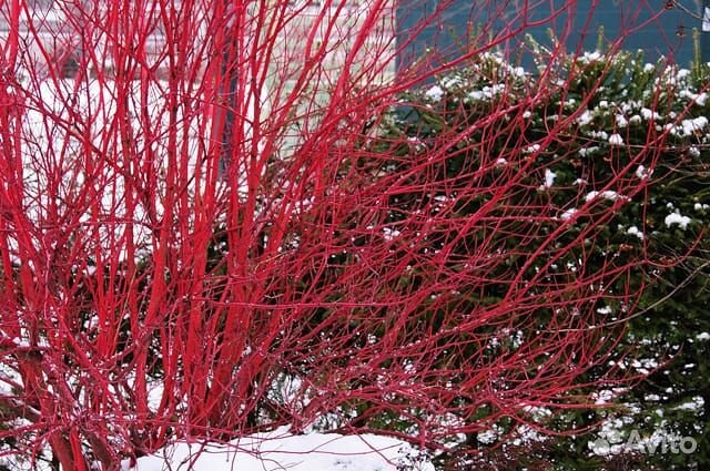 Семена дерена кроваво-красного