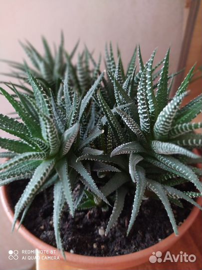 Хавортия полосатая