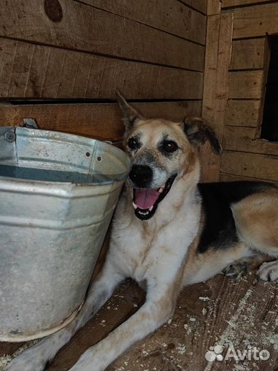 Собаки из приюта