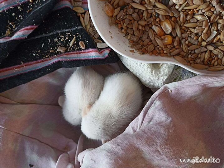 Крысы декоративные альбиносы