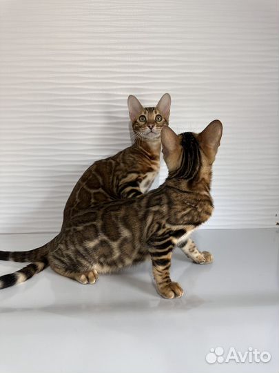 Бенгальские котята