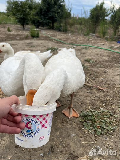 Продам Гусей