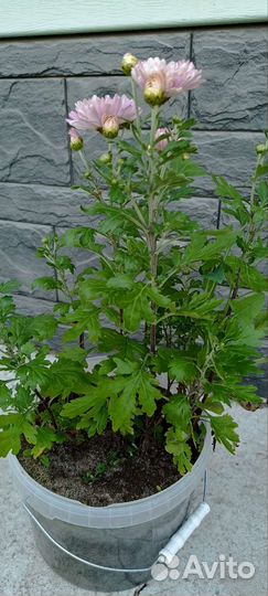 Хризантемы