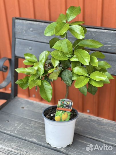 Лимон цветущий