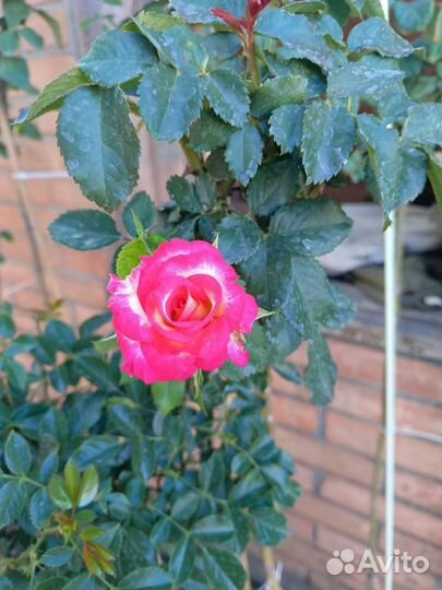 Роза на штамбе