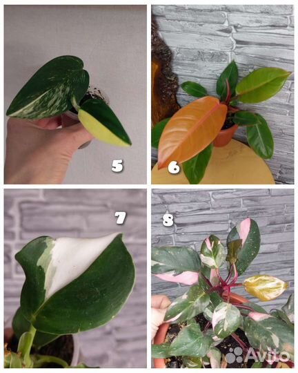 Филодендроны