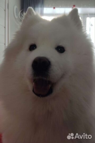 Варежки из собачьей шерсти