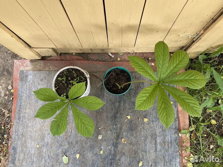 Роджерсия каштанолистная