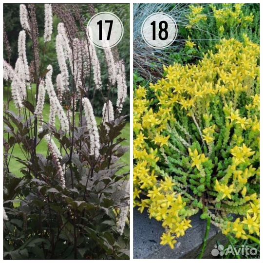 Садовые цветы многолетники