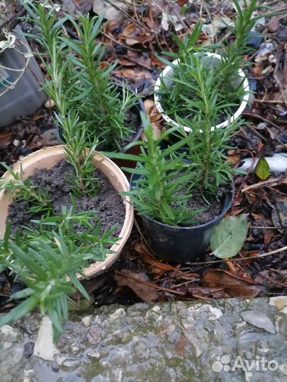Розмарин свежий и в горшках