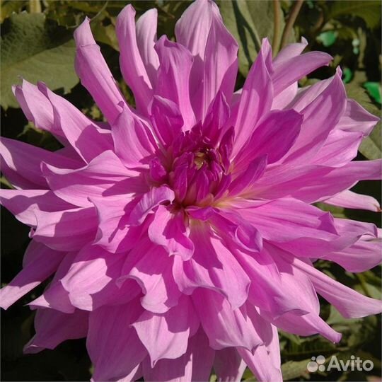 Клубни георгин