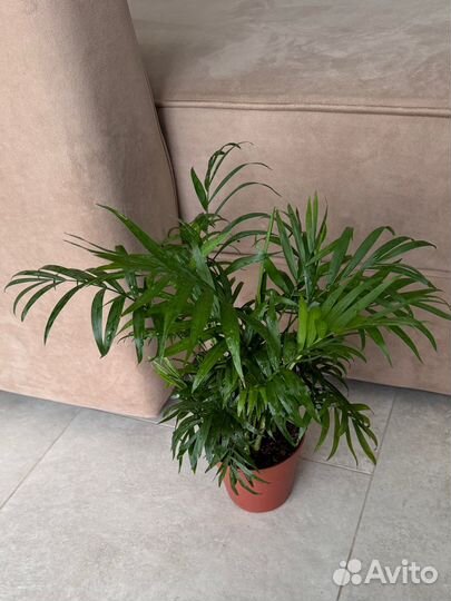 Пальма Хамедорея 45 см, комнатное растение