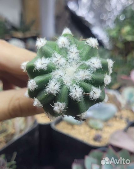 Суккуленты, молодило, эхеверии, гимнокалициумы