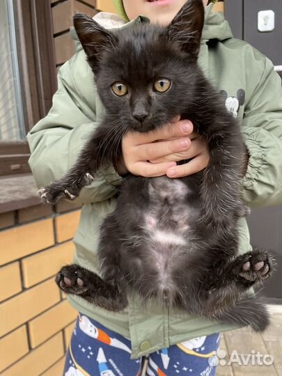 Котенок