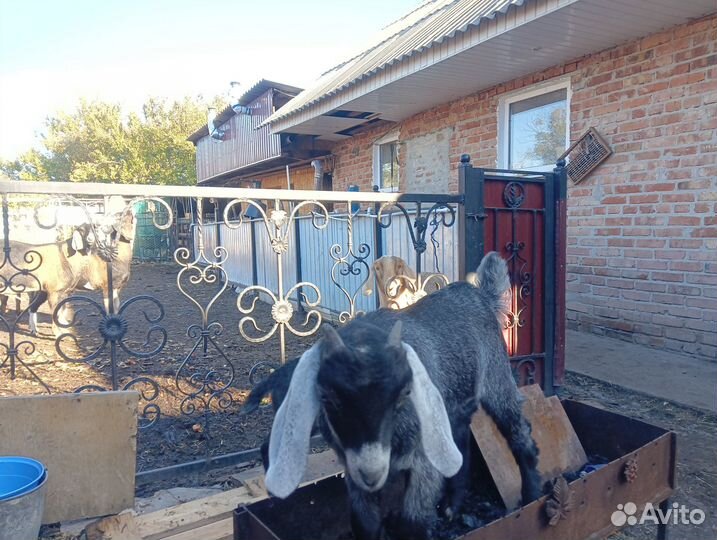 Нубийские козы