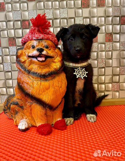 Байкал в добрые руки