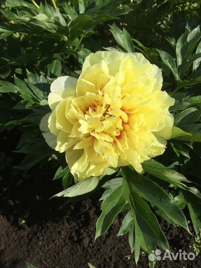 Корни пионов