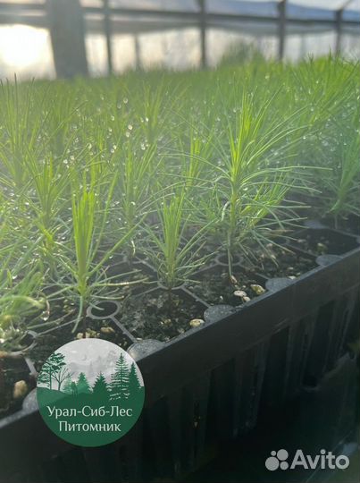 Сеянцы зкс Сосна окс Ель Лиственница Горная