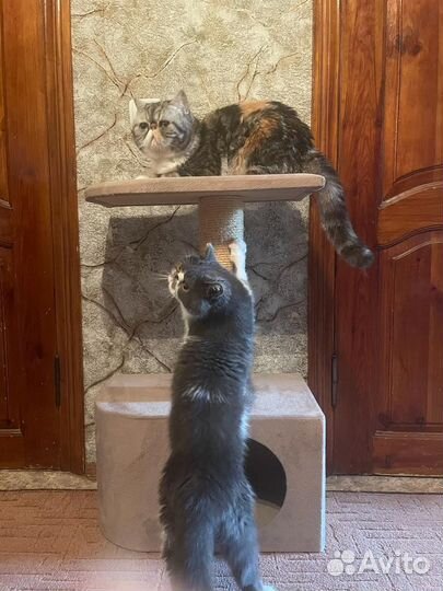 Домик для кошки б/у