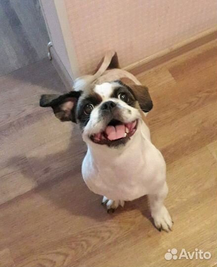 Стрижка (груминг) кошек и собак, выезд на дом