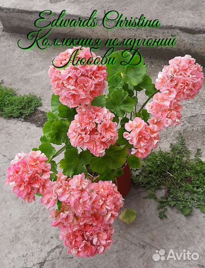 Пеларгония герань