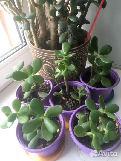 Суккуленты. Дерево любви, Денежное дерево крассула