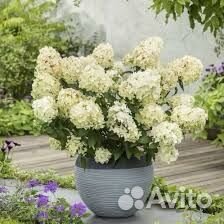 Гортензия Петит Черри и другие