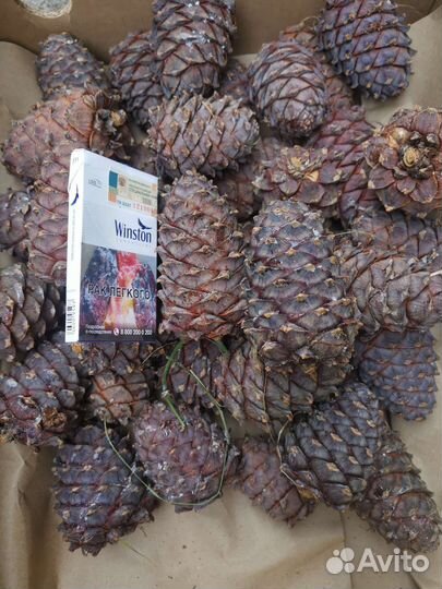 Орех кедровый