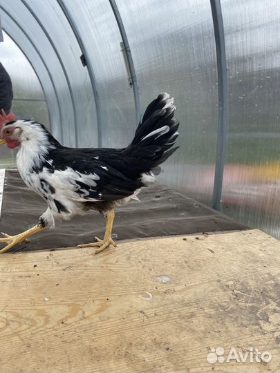 Петух леггорн далматинец