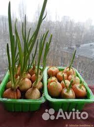 Лук на посадку Штутгарт