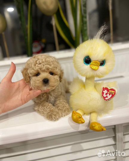 Мальтипу кукольные экслюзивные мишки тедди ф1