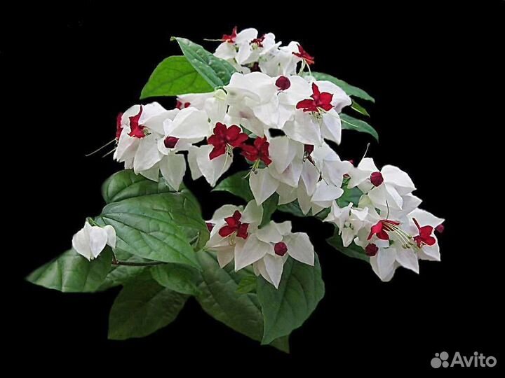 Клеродендрум Томпсона