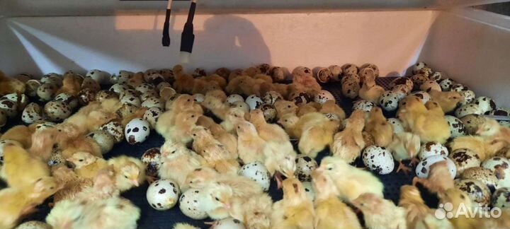 Перепела продажа