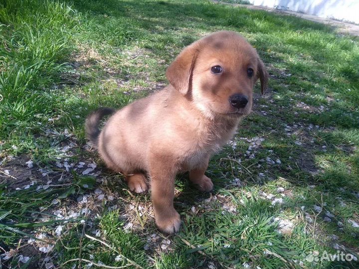 Аля-лабрадор