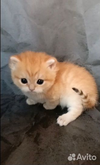 Золотая шиншилла мальчик
